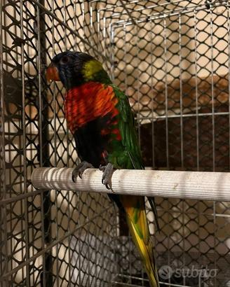 Lory arcobaleno