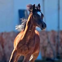 Puledro Arabo Purosangue