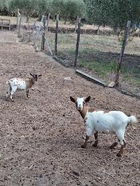Capre tibetane
