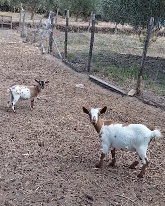 Capre tibetane