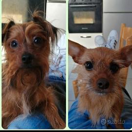 Due cani mettici maschietti