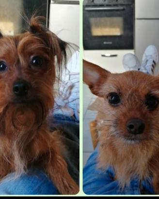 Due cani mettici maschietti