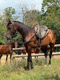 Cavallo Maremmano