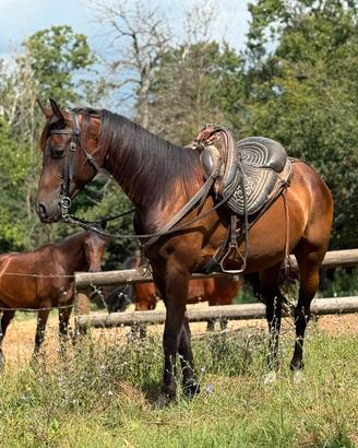 Cavallo Maremmano