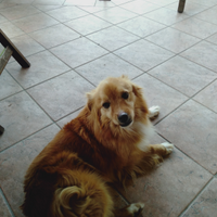 Cagnolino meticcio