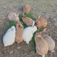Conigli allevati a terra