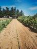 terreno-agricolo-con-annesso-fabbricato