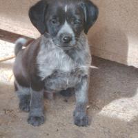Cucciolo da tartufo