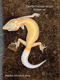Gechi leopardini Tremper wy