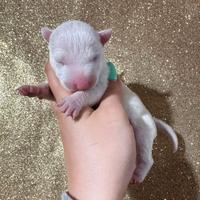 Bull terrier miniature