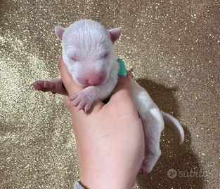 Bull terrier miniature