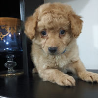 Maltipoo maschio albicocca