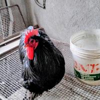 Gallo cocincina nero