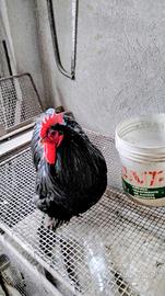 Gallo cocincina nero