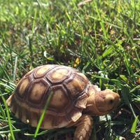 Sulcata baby