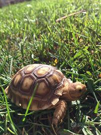 Sulcata baby