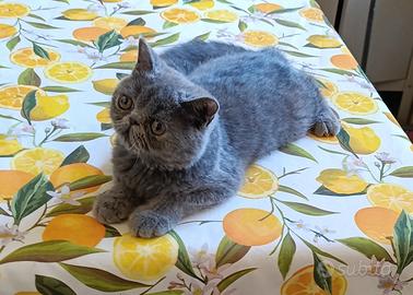 Exotic shorthair
