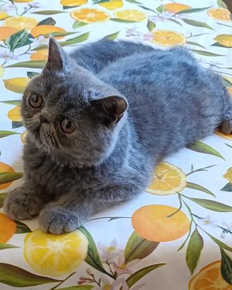 Exotic shorthair