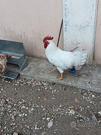 gallo livornese