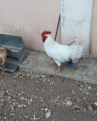 gallo livornese