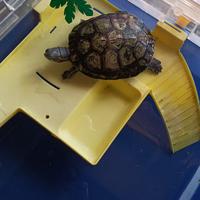 Tartaruga d'acqua dolce con Vasca per tartarughe