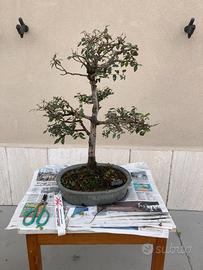 Bonsai