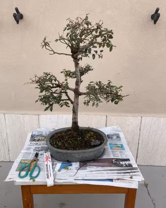 Bonsai