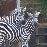 Animali per fattorie didattiche