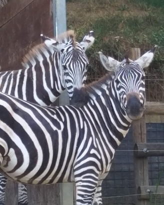 Animali per fattorie didattiche