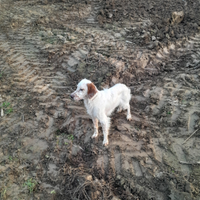 Cucciolone di setter inglese