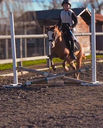Pony