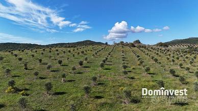 Terreno di 116000 m² a Capalbio