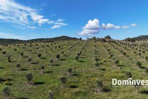 Terreno di 116000 m² a Capalbio