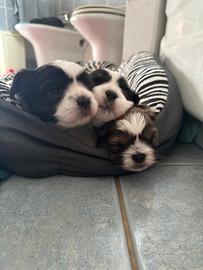 Dolcissimi cuccioli di shih-tsu