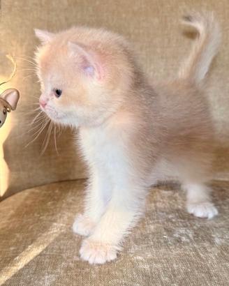 Gattini British shorthair e Scottish straight