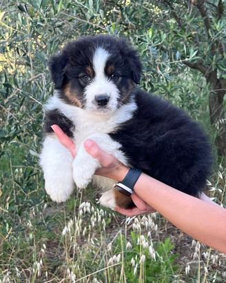 Cuccioli di pastore australiano