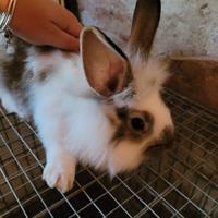 Conigli testa di leone