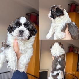 Cuccioli di shihtzu