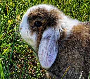 Coniglio ariete nano Minilop Femmina