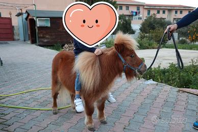 Poni farabella
