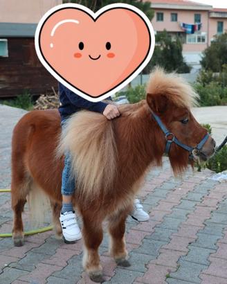 Poni farabella