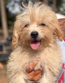 Cucciolo maltipoo