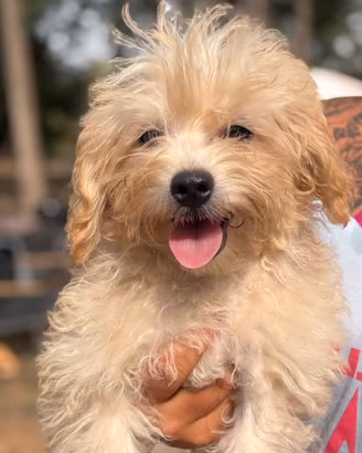 Cucciolo maltipoo
