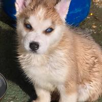 Cuccioli huski