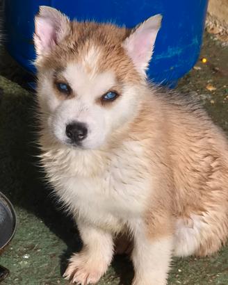 Cuccioli huski
