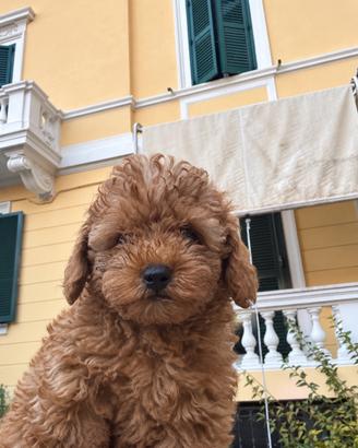 Cuccioli di barboncino toy fulvi