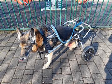 carrello per cane disabile