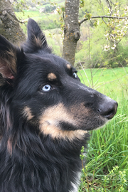 Viola, incrocio Husky Border Collie di 5 anni