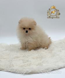 Esclusivo cucciolo Spitz di Pomerania
