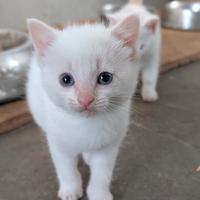 Regaliamo splendidi gattini